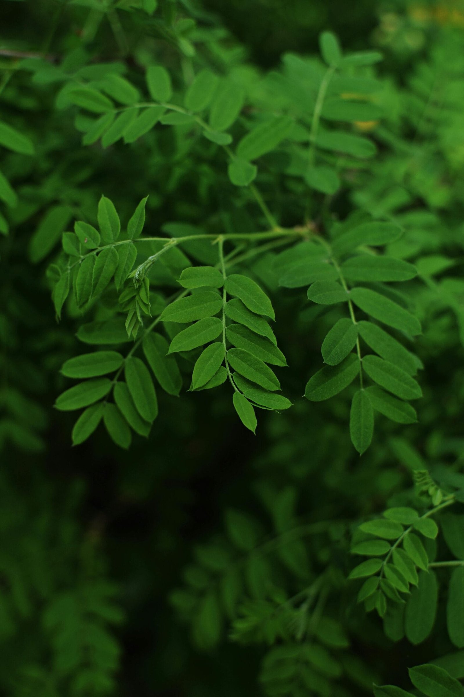 Does Moringa Actually Work for Boosting Energy?