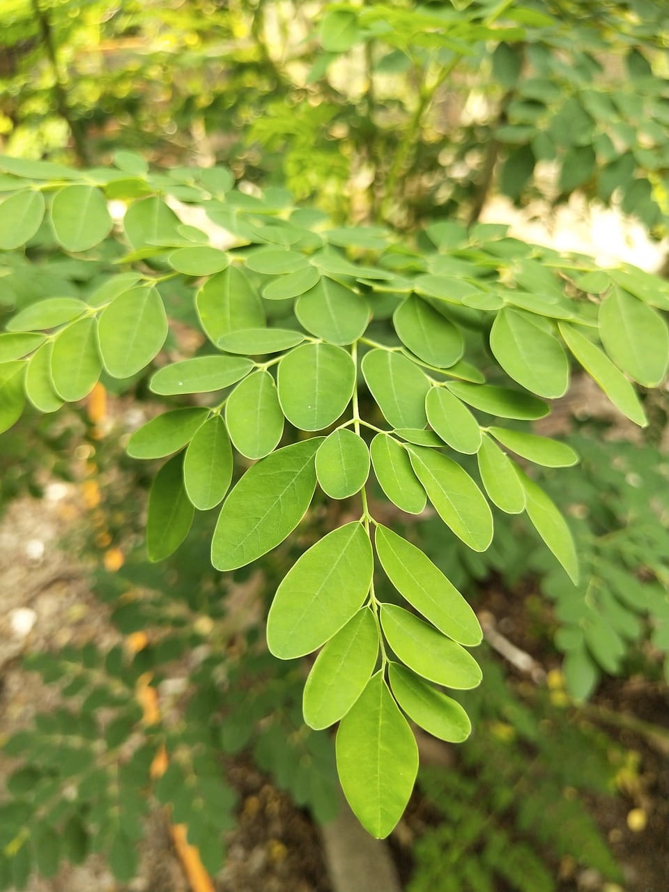 Understanding Why You Feel Sleepy After Taking Moringa